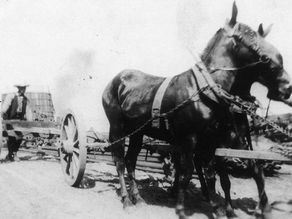horses pulling equipment